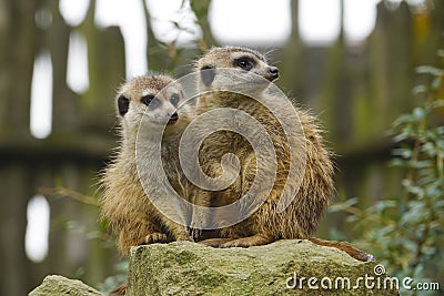 Merkat suricata Stock Photo