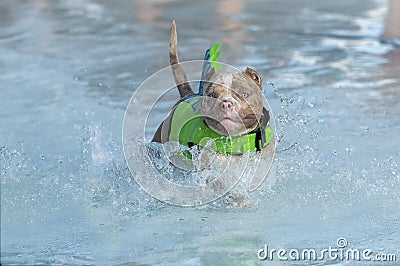 Merle colored pitbull in a swim vest in the water Stock Photo