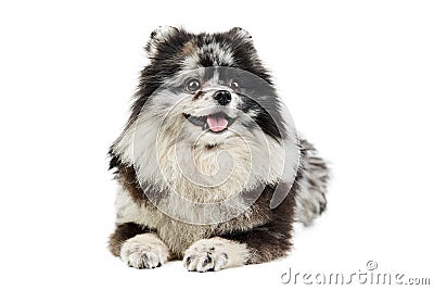 Merle Pomeranian puppy Spitz, isolated Stock Photo