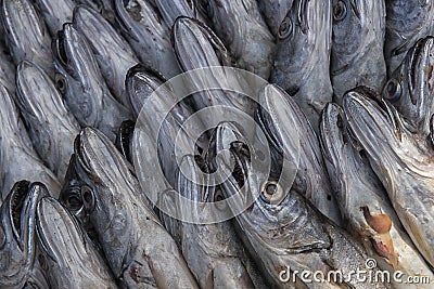 Merling or whiting fish at the fish market of Essaouira Stock Photo