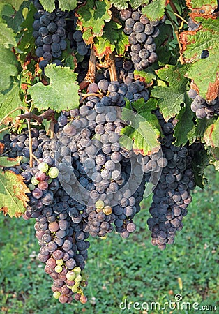 Merlot grapes Stock Photo