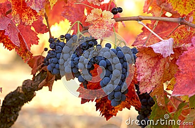 Merlot Grapes Stock Photo