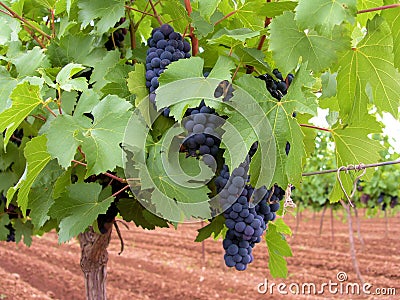 Merlot Grapes Stock Photo