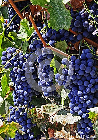 Merlot Grapes Stock Photo