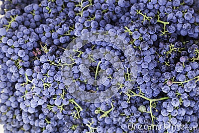 Merlot grapes Stock Photo