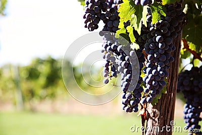 Merlot Grapes in Vineyard Stock Photo