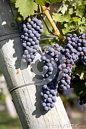 Merlot Grapes in Vineyard Stock Photo