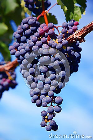 Merlot Grapes in Vineyard Stock Photo