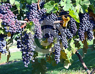 Merlot Grapes in Vineyard Stock Photo