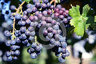 Merlot Grapes in Vineyard Stock Photo