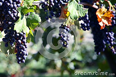 Merlot Grapes in Vineyard Stock Photo