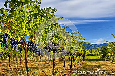 Merlot Grapes in Vineyard HDR Stock Photo