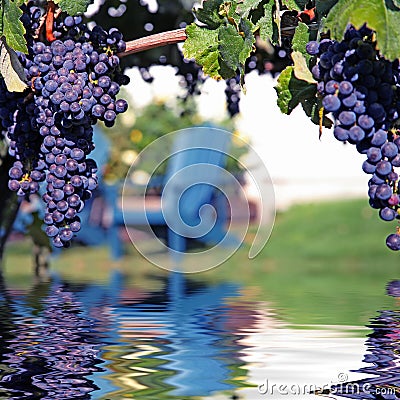 Merlot Grapes in Vineyard Reflecting in Water Stock Photo