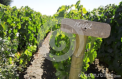 Merlot sign in the vineyard Stock Photo