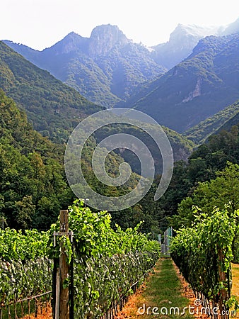 Merlot vineyard perspective Stock Photo