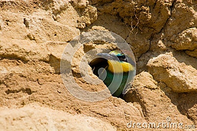 Merops apiaster, European Bee-eater Stock Photo