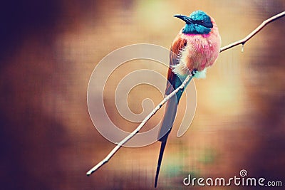 Merops nubicus, northern carmine bee-eater, African near passerine bird Stock Photo