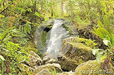 Merriman Falls, Quinault Temperate Rainforest Stock Photo