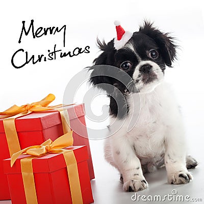 Merry Christmas with dog Stock Photo