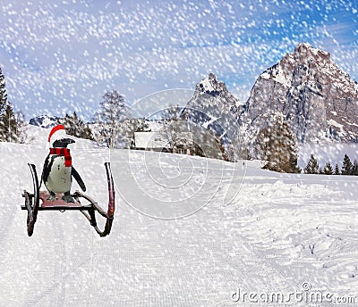 Merry christmas a funny penguin wearing a scarf and santa claus bonnet sliding down the ski hill slope on a sleigh during cold Stock Photo
