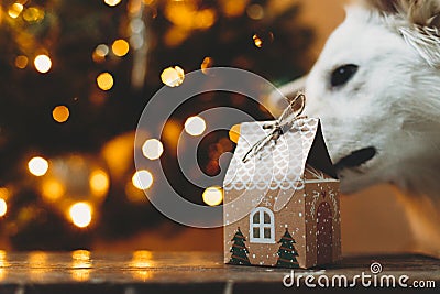 Merry Christmas and Happy Holidays! Cute dog smelling christmas gift box ih house shape on background of christmas tree lights Stock Photo