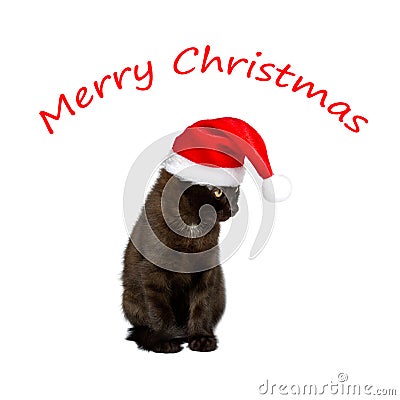 Merry christmas kitten hat humor Stock Photo