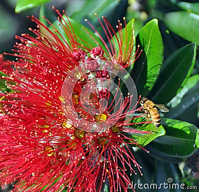 Merry Christmas From New Zealand - Pohutukawa & Bee Stock Photo