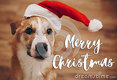 Merry christmas text, seasonal greetings card sign. dog in santa Stock Photo