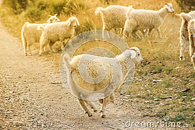 Merry frisky sheep jumps across the field on a sunny summer Stock Photo