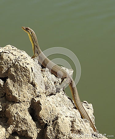 Mertens water monitor lizard Stock Photo