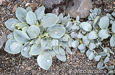 Mertensia maritima, named oysterplant, Norway Stock Photo