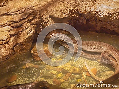 Mertenss Water Monitor Stock Photo