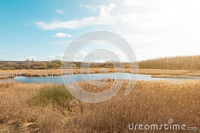 Merzse marsh swampland nature reserve protected wetland located in Budapest, pond surrounded with golden reeds and sedge Stock Photo