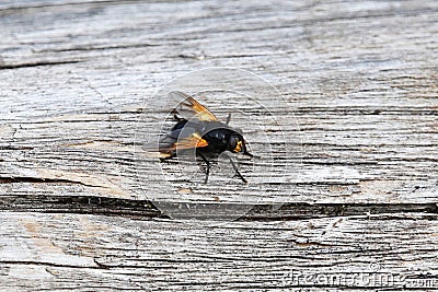 Mesembrina meridiana, sometimes known as the noon fly or noonday fly Stock Photo