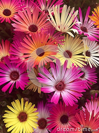 Multi colored Mesembryanthemums Stock Photo