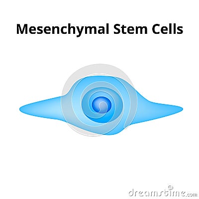 Mesenchymal stem cells. Stem cell structure. vector illustration on isolated background Vector Illustration