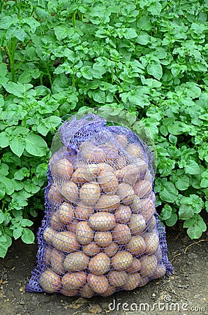 A mesh bag with harvested potato tubers stands amid growing potato bushes. Stock Photo