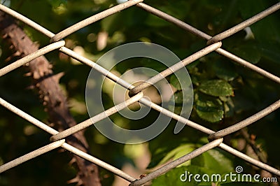 A fragment of a fence made of mesh netting. Stock Photo