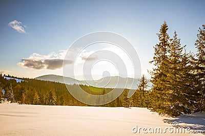 Mesmerizing landscape of dense coniferous forest Stock Photo