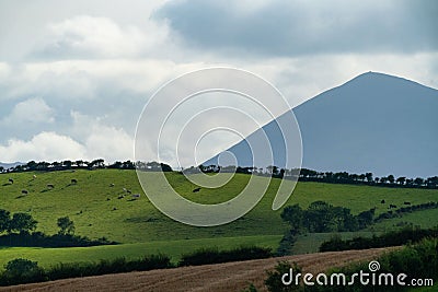 Mesmerizing shot of a grassy hill with a grazing herd, a line of trees foggy mountain in the horizon Stock Photo