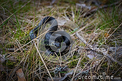 Mesmerizing view of serpent snake curled up in the grass Stock Photo