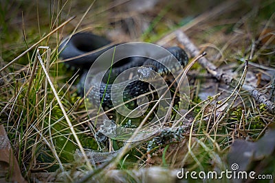 Mesmerizing view of serpent snake curled up in the grass Stock Photo