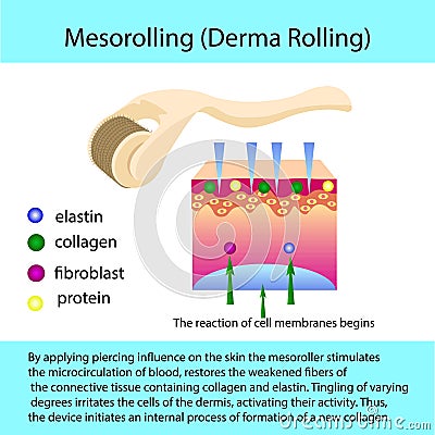 Mesorolling process with a describtion and cell structure Vector Illustration
