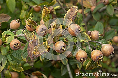 Mespilus germanica - Common medlar Stock Photo