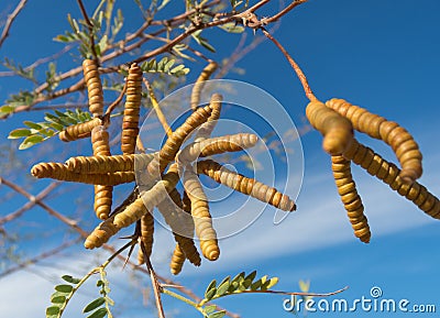 Mesquite Tree seed pods Stock Photo