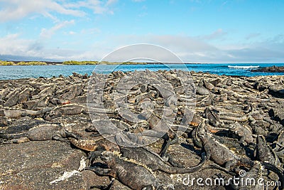 A Mess of Marine Iguanas Stock Photo