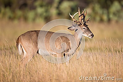 Messed up rack Stock Photo