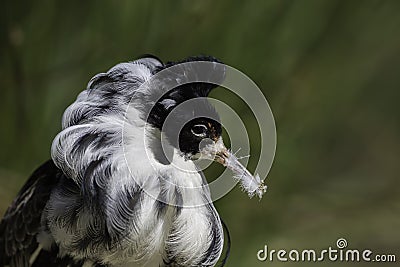 Messy eater. Male ruff with feathers stuck to beak. Stock Photo