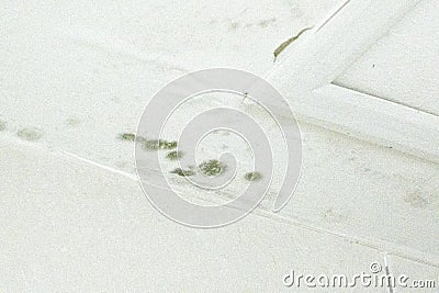 messy green fungus growing on white ceiling construction. dirty grunge paint surface removal texture Stock Photo