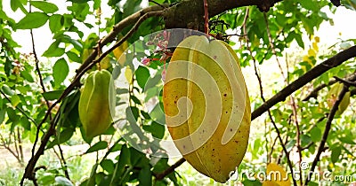 Mesure Star fruit Stock Photo